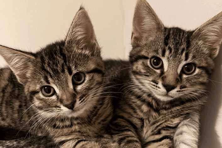 Cute kitties