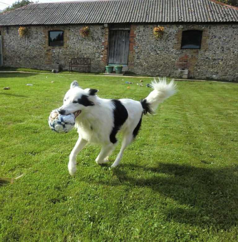 Kennel Advice