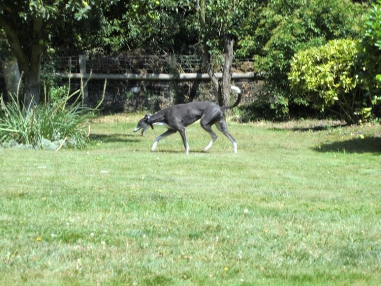 Canada Farm Boarding Kennel and Cattery