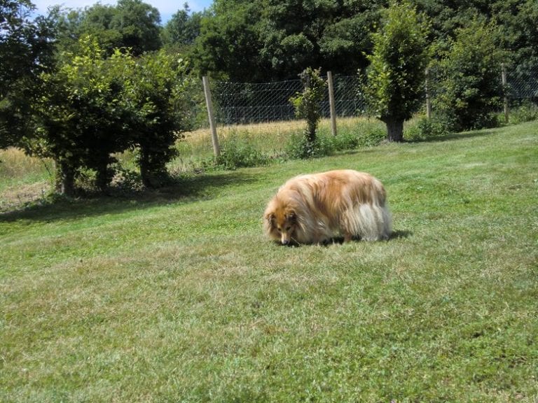 Canada Farm Boarding Kennel and Cattery